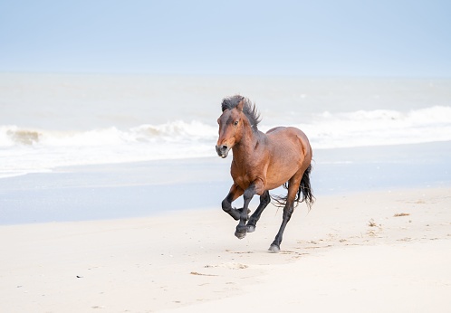 A brown mustang running on the sandy beach with stormy waves in the background in North Carolina