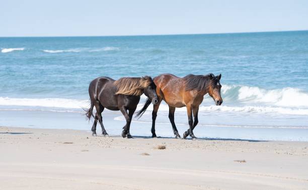 istock Scenic view of wild horses walking on a sandy beach 1437455424