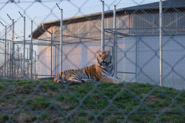 istock Closeup shot of a tiger in a cage 1437455697