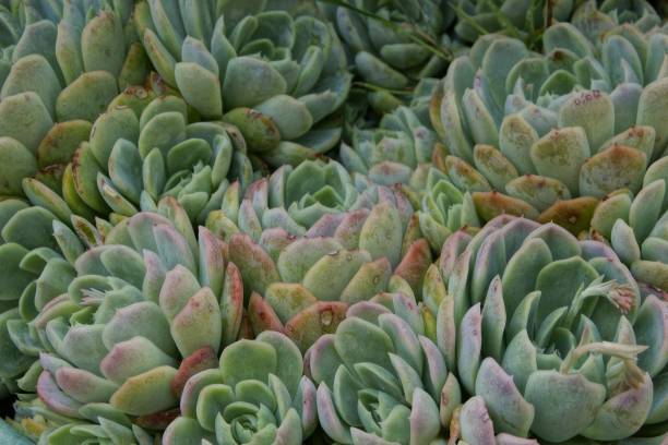 istock Fresh succulent plants in a garden 1437455760