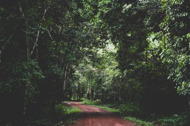 istock Landscape view of a path in the park 1437456100