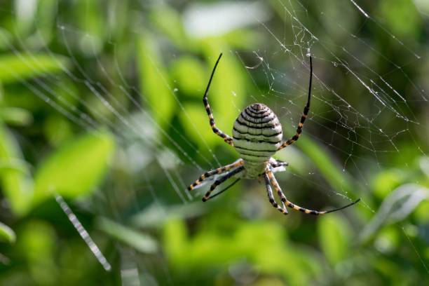 istock Banded Argiope Spider (Argiope trifasciata) on its web about to eat its prey, a fly meal 1437456301