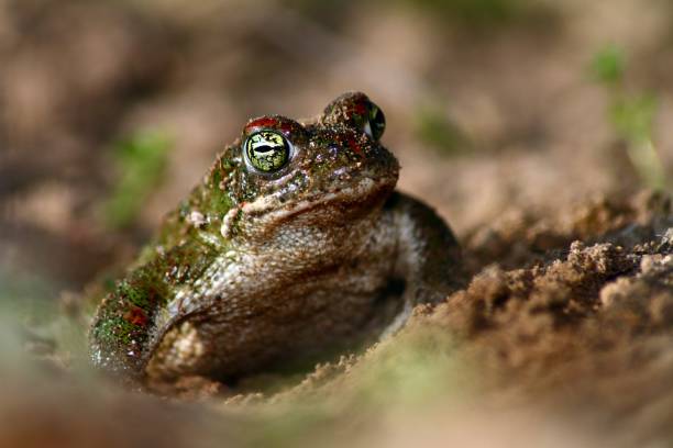 istock Closeup of a Running toad (Epidalea calamita), Mediterranean fauna, Spain. 1437456330