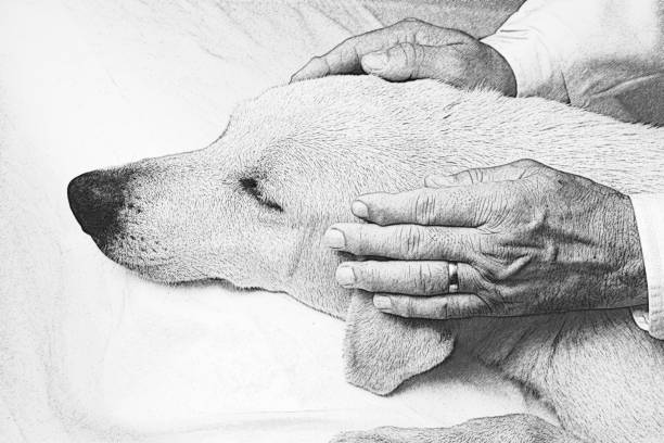 Dobermann puppy playing with teddy bear toy, pencil drawing