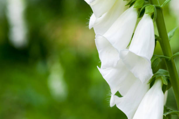 Macro photo of flowers in a garden. White phenotype of Digitalis purpurea. Known as foxglove or common foxglove, it is a poisonous species of flowering plant in the plantain family Plantaginaceae
