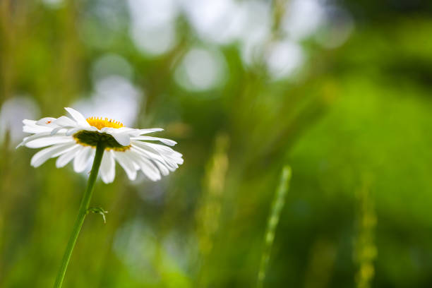 Daisies in the meadow