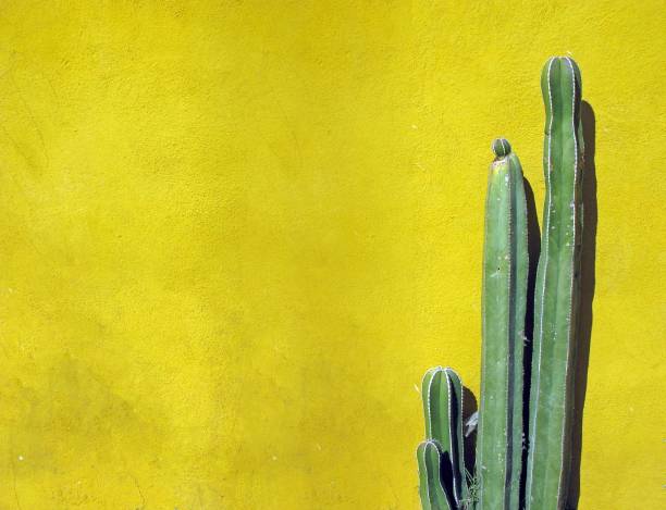 istock Green Cactus against yellow wall in Mexico 1437457330