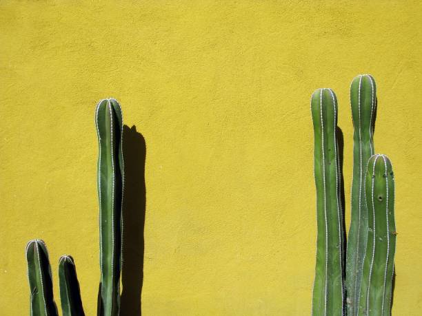 istock Green Cactus against yellow wall in Mexico 1437457332
