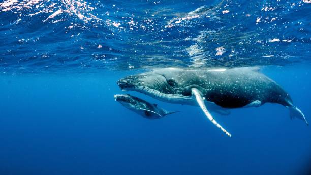 schöne unterwasseraufnahme von zwei buckelwalen, die in der nähe der oberfläche schwimmen - cetacea stock-fotos und bilder