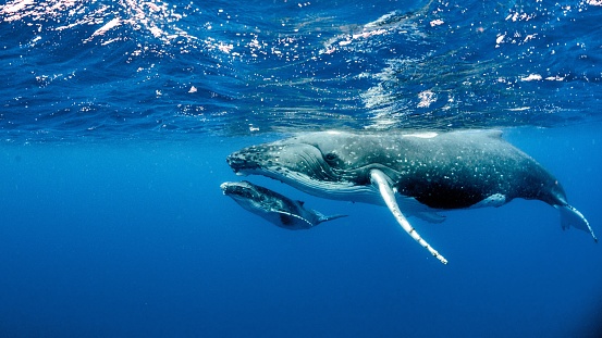 Hermosa toma submarina de dos ballenas jorobadas nadando cerca de la superficie photo