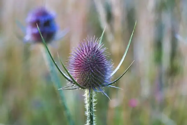 A thistle in a field in Praunheim near Frankfurt, Germany