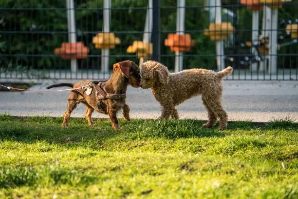 Two cute puppies pressing their heads to each other in a park