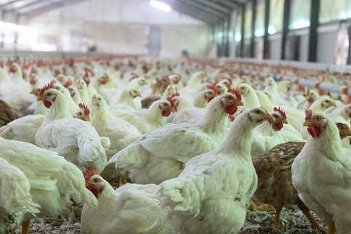 A closeup shot of broiler chickens into the indoor chicken farm