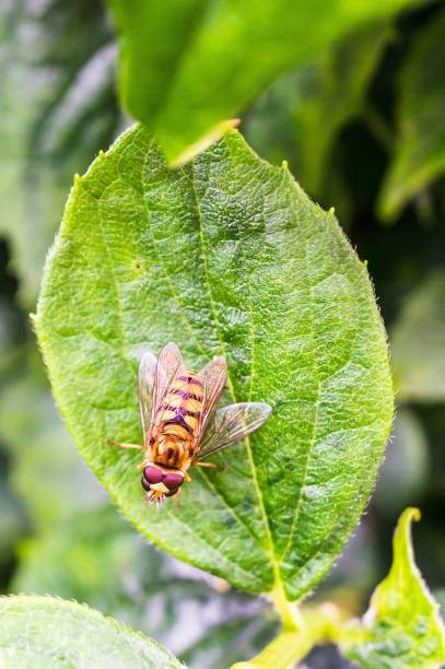 istock Closeup vertical shot of pairing hoverflies on a green leaf 1437457991
