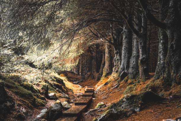 istock Low-angle view of a beautiful forest on a sunny day 1437458242