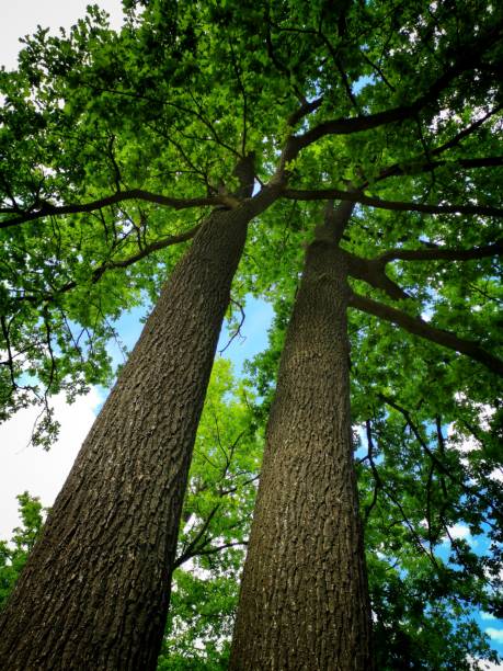istock Low angle shot of two trees with high and thick trunks and dense leaves and branches 1437458473