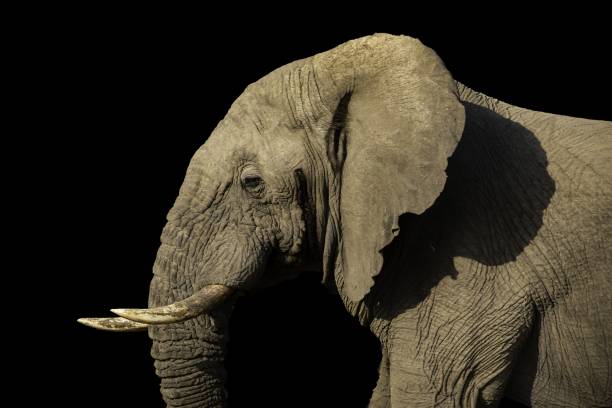 istock Selective focus shot of a magnificent elephant captured on a sunny day with a black background 1437458514