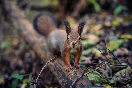 Cute squirrel in the woods, looking at camera