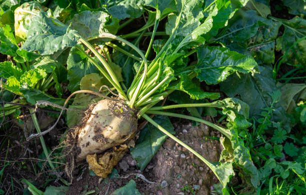 istock Sugar beet in a field in autumn 1437459637