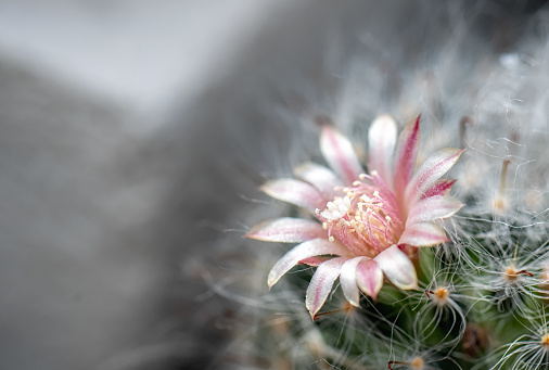Close up of clusters of pink springtime flowers blooming on a  mammillaria  cactus.