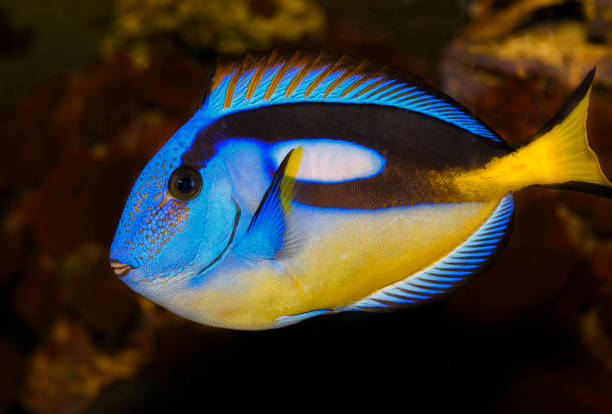 istock Closeup of a blue tang surgeonfish 1437460626