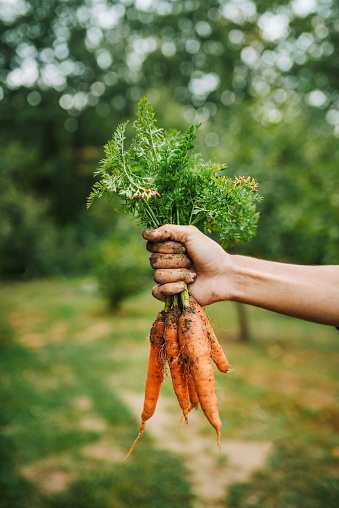 Young farmer with bunch of freshly harvested carrots