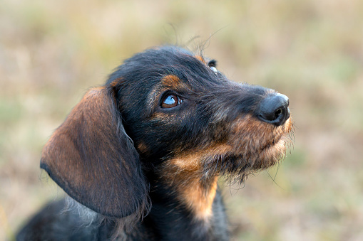 Wire-haired dachshund
 puppy portrait - head shot