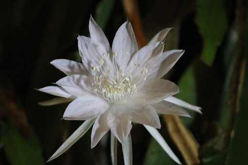Closeup of Disocactus anguliger or Epiphyllum anguliger, commonly known as the fishbone cactus or zig zag cactus blooming at night