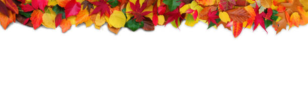 istock decorative multicolored autumn background banner 1437464887