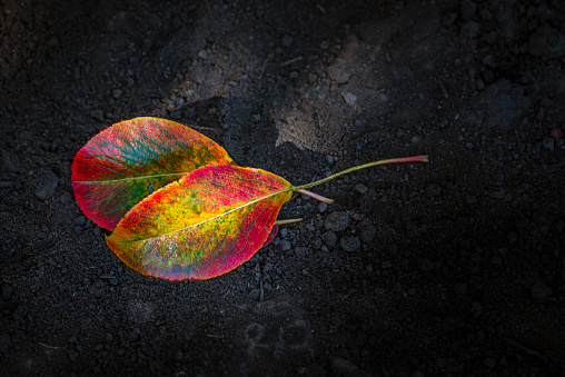 pear yellow red green leaf closeup Autumn mood. beautiful dark soil ground background fallen leaves