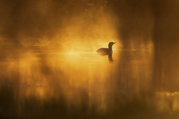 istock Sunrise at a pond with a Loon 1437468662