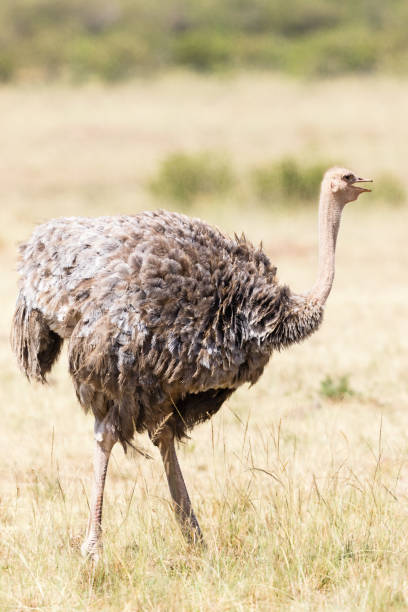 istock Close up of an ostrich 1437468675