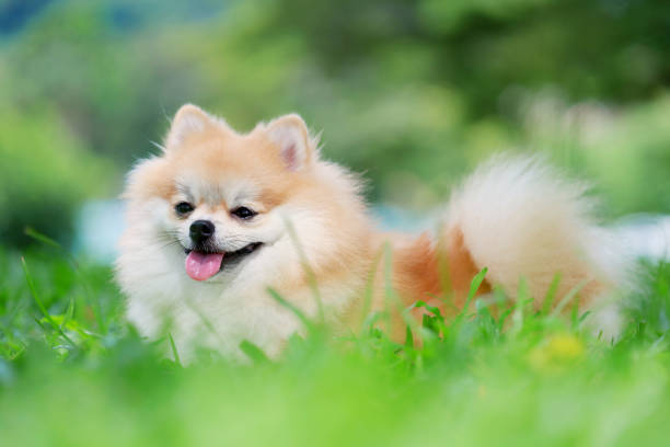 istock Pomeranian dog resting on grass field close up 1437468878