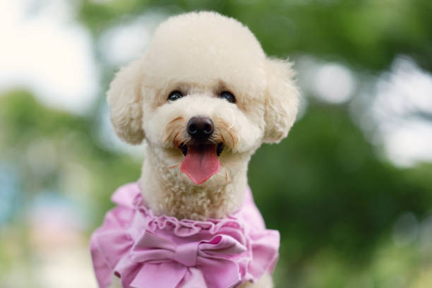 istock Cute White Bichon In A Park 1437469423