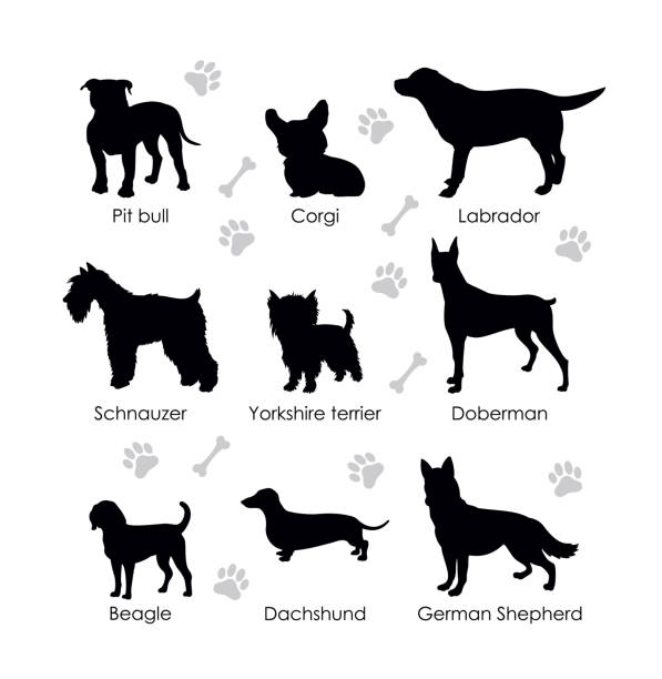 Black silhouettes of dogs Black silhouettes of dogs on a white background. Schnauzer, Pit bull, Beagle, Dachshund, German Shepherd, Corgi, Yorkshire terrier, Labrador, Doberman. Set of vector illustration. german shepherd puppies stock illustrations