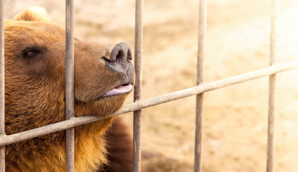 istock brown bear in a cage in warm directional light. Selective focus. Kamchatka Peninsula 1437472099