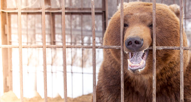 istock brown bear in a cage in Kamchatka Peninsula. Selective focus 1437472106