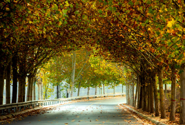 istock Plant tunnels in autumn 1437472335