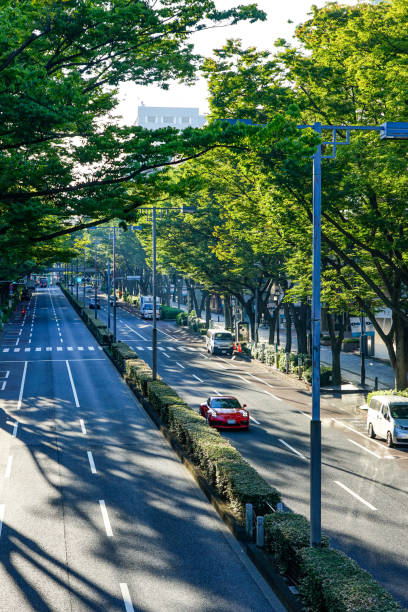 istock Harajuku Omotesando Autumn zelkova trees (Shibuya Ward, Tokyo) 1437472581