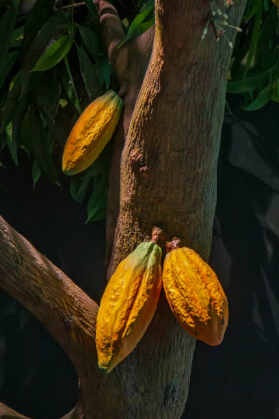 istock Cocoa bean on the tree in the tropical climate 1437472584
