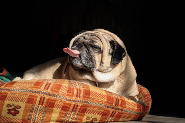 Pug sticking it tongue out