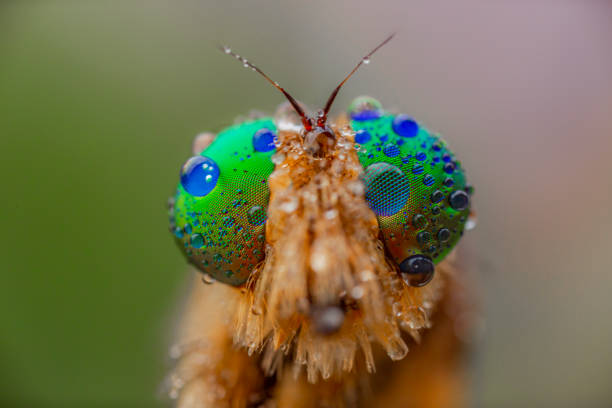 istock Beautiful macro closeup of robberfly. 1437477837
