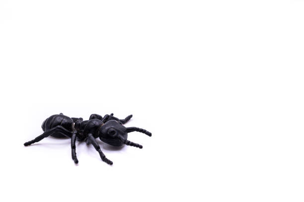 Detailed macro image showcasing a bustling ant in its natural environment, amidst grass blades and twigs, highlighting the intricacies of nature's small creatures.