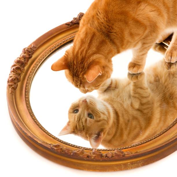 istock Cute domestic ginger cat curiously looking at its own reflection in a mirror on a white surface 1437478666
