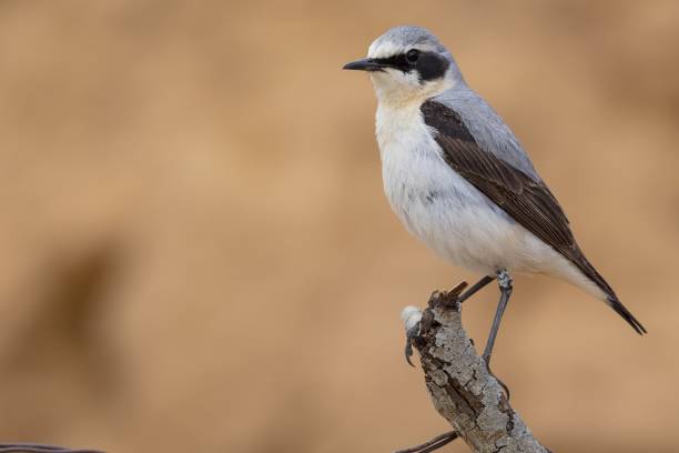 istock Closeup of a Northern wheatear standing on a tree branch under the sunlight with a blurry background 1437478767