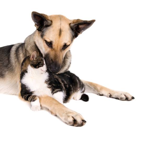 istock Domestic cat lying down on a brown dog's lap sitting on a white surface 1437478785
