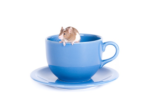 A small white and brown mouse climbing on the edge of a blue teacup on a white surface