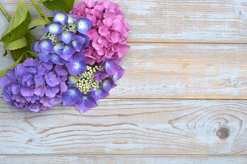 A closeup shot of the colorful Hydrangea flowers isolated on the wooden surface