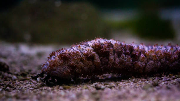 istock The best view under sea 1437479274