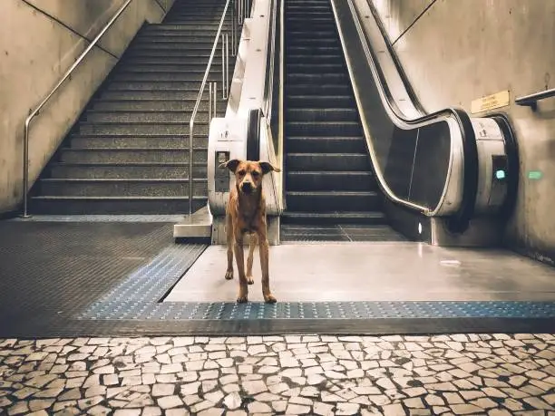Photo of Brown stray dog in a subway standing near the stairs and escalator